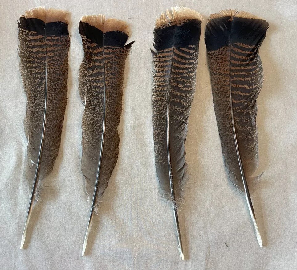 12 - Grade #1 Juvenile Eastern Wild Turkey Tail Feathers