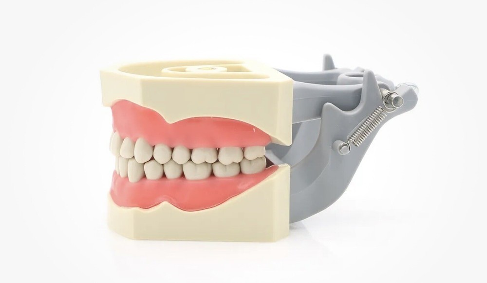 ADC EXAM teeth For Columbia Dentoform - 100 pack