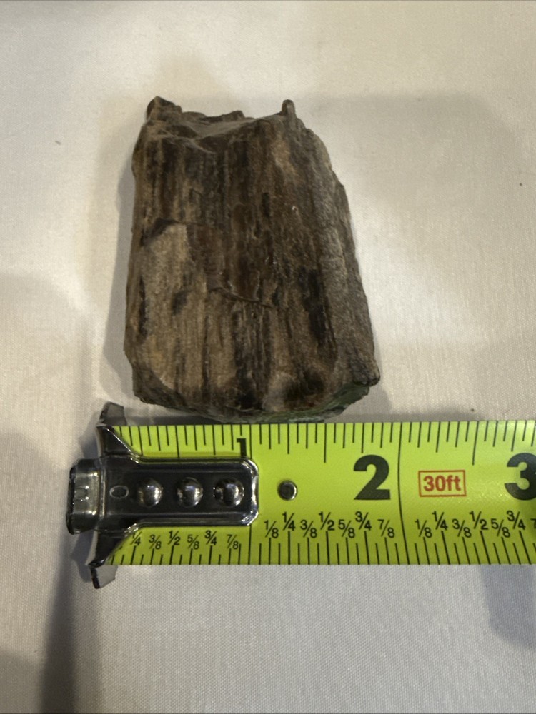 Quality Petrified Wood, Small Piece Nice Looking Small Item