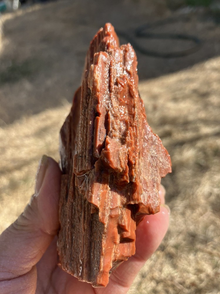 Arizona Petrified Wood