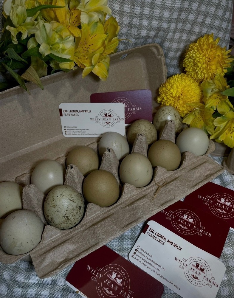 12 Fertile Olive Egger Hatching Chicken Eggs