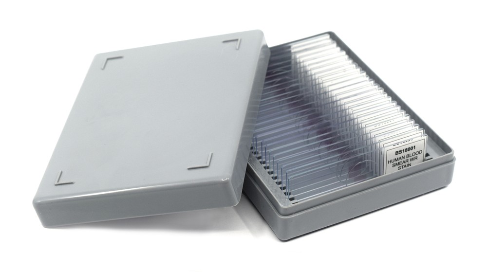 25PK Elodea Stem Tip - CS - Prepared Slides - 75x25mm - Eisco Labs