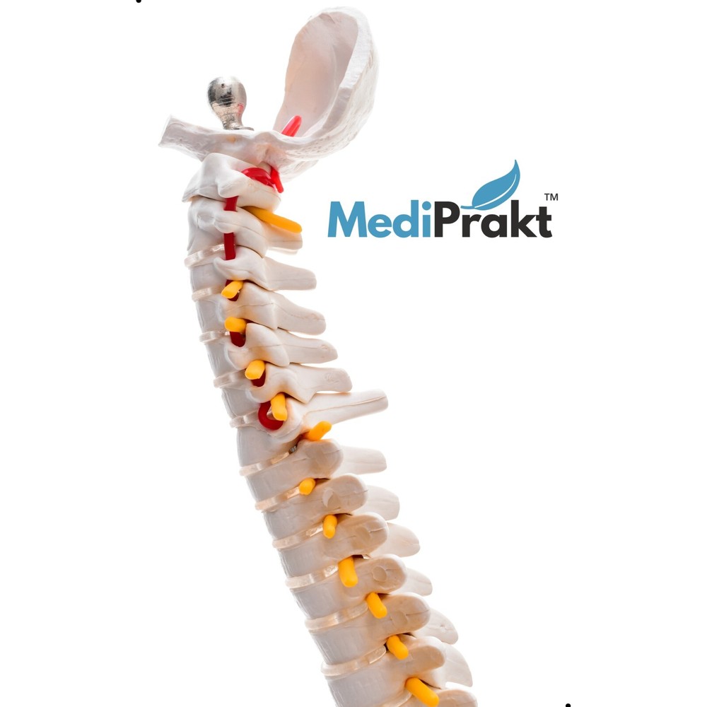 MediPrakt | JOINT MODEL COMBO - 4 | Hip Shoulder Knee Mini Spine
