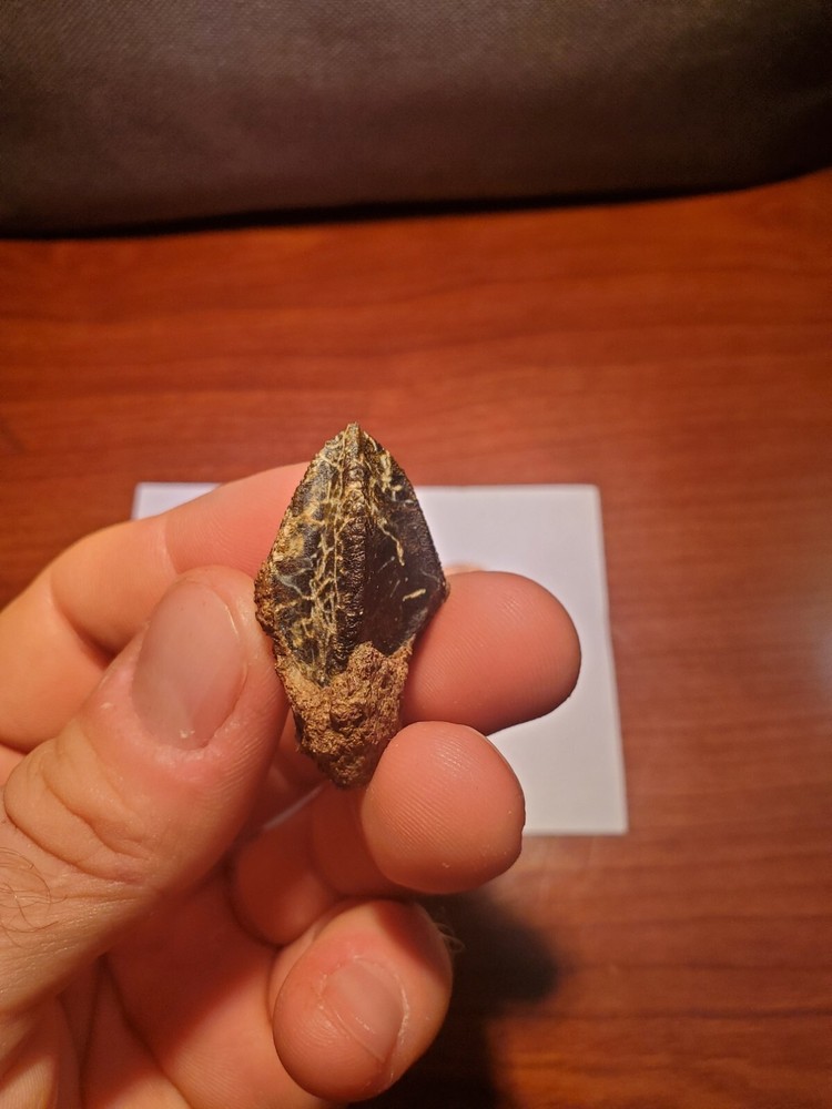 Triceratops Tooth (Unworn!)