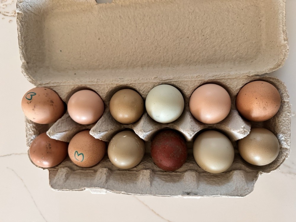 12 DARK Marans Chicken Hatching Eggs