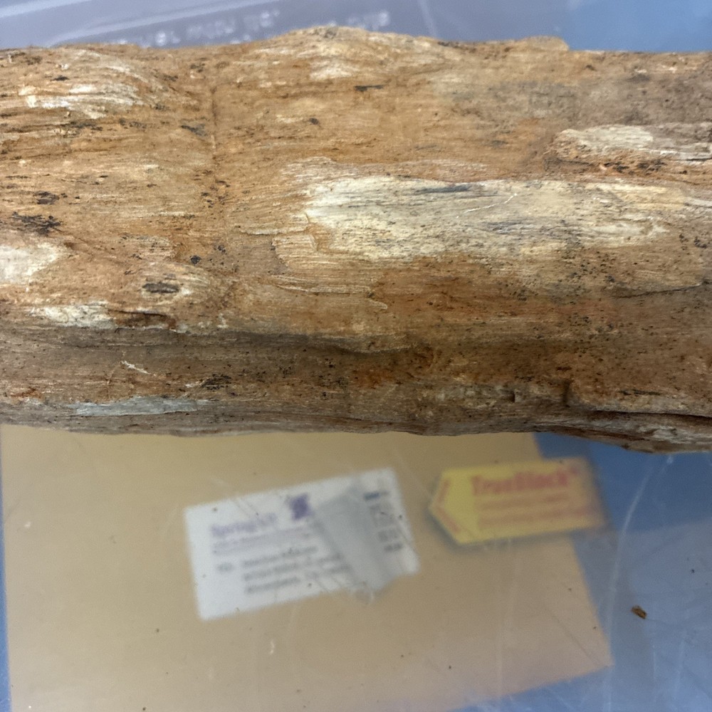 petrified wood rough
