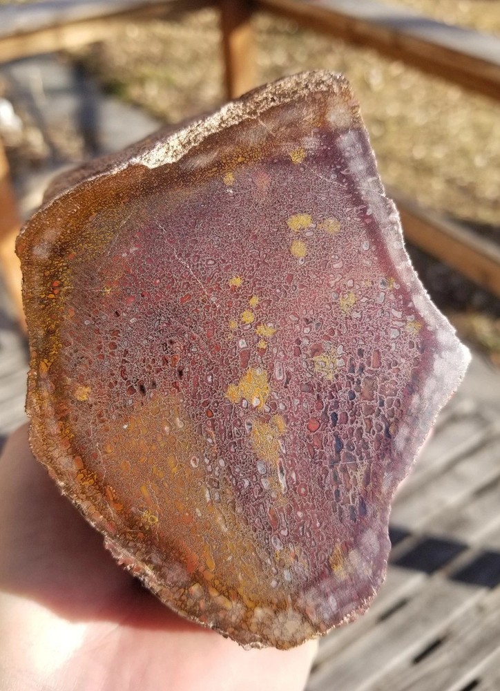 Great 8.75Lb Multi Color Agatized Dinosaur Gem Bone Polished Specimen Display