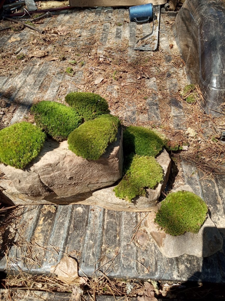 Pincoushing Moss And Mood Moss