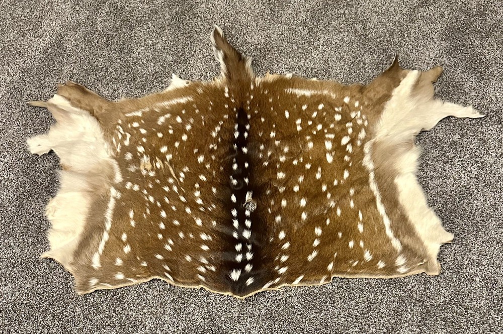 Beautiful Axis Deer Hide 50x37