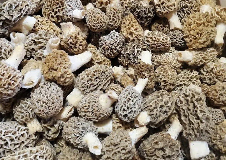 Pre- Order Fresh Morel Mushrooms