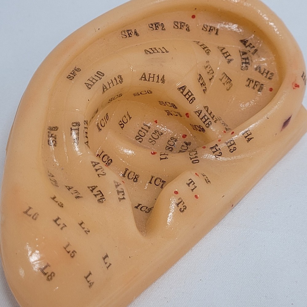 Professional Human Ear Acupuncture Points Model Anatomical Figure