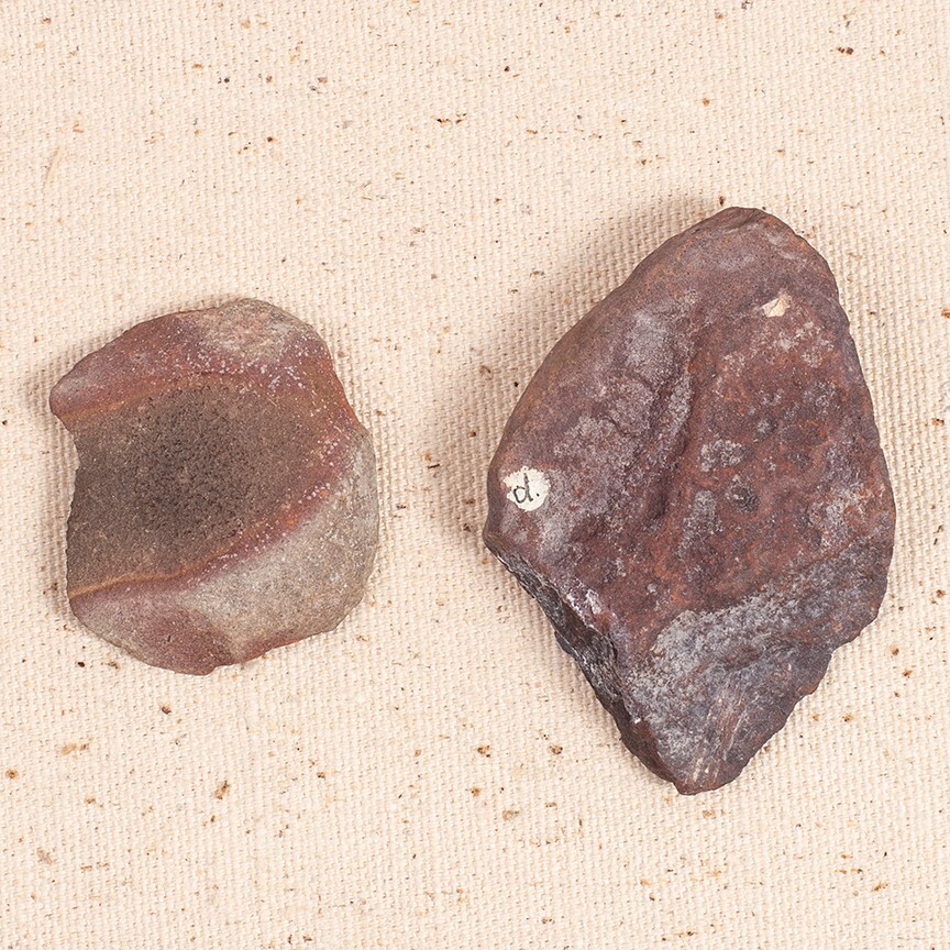 Fossil Ferns