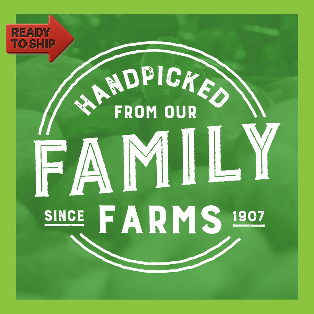 100% Apple Cider, Fresh Pressed, 128 Fl Oz Jug