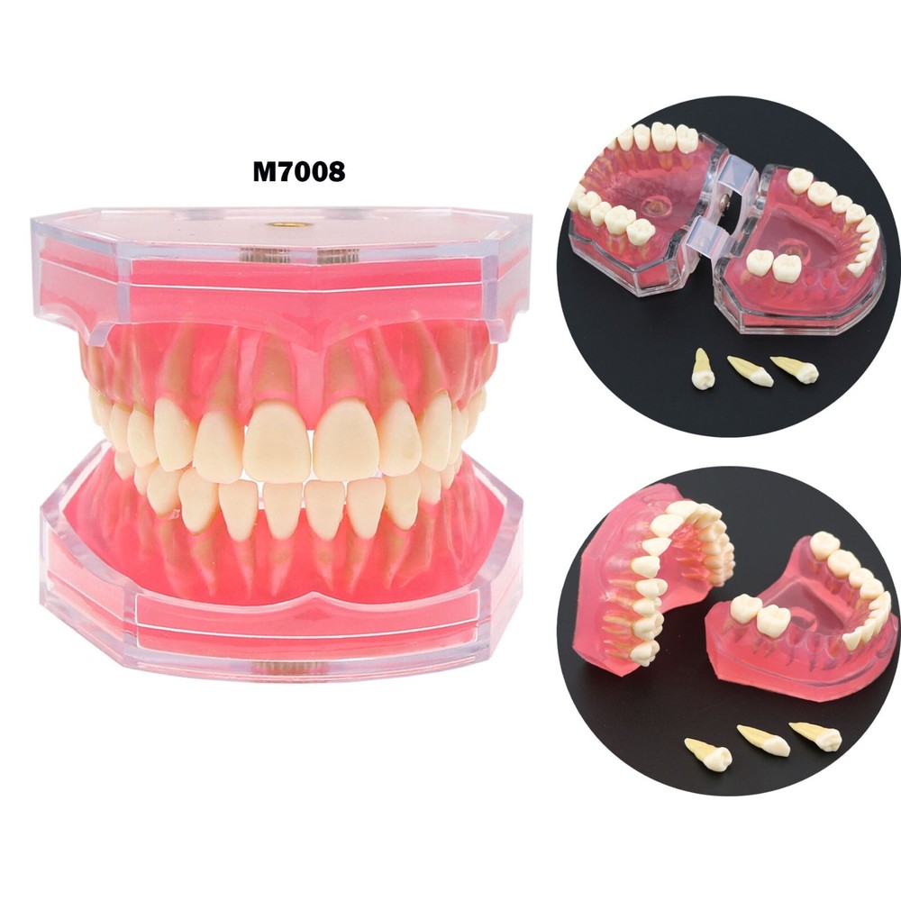 Dental Typodont Practice Study Standard Teeth Model 28 Pcs Removable Teeth M7008