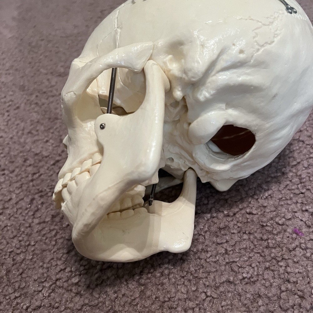 Life-Size Anatomical Skull Model for Science Lab & Education