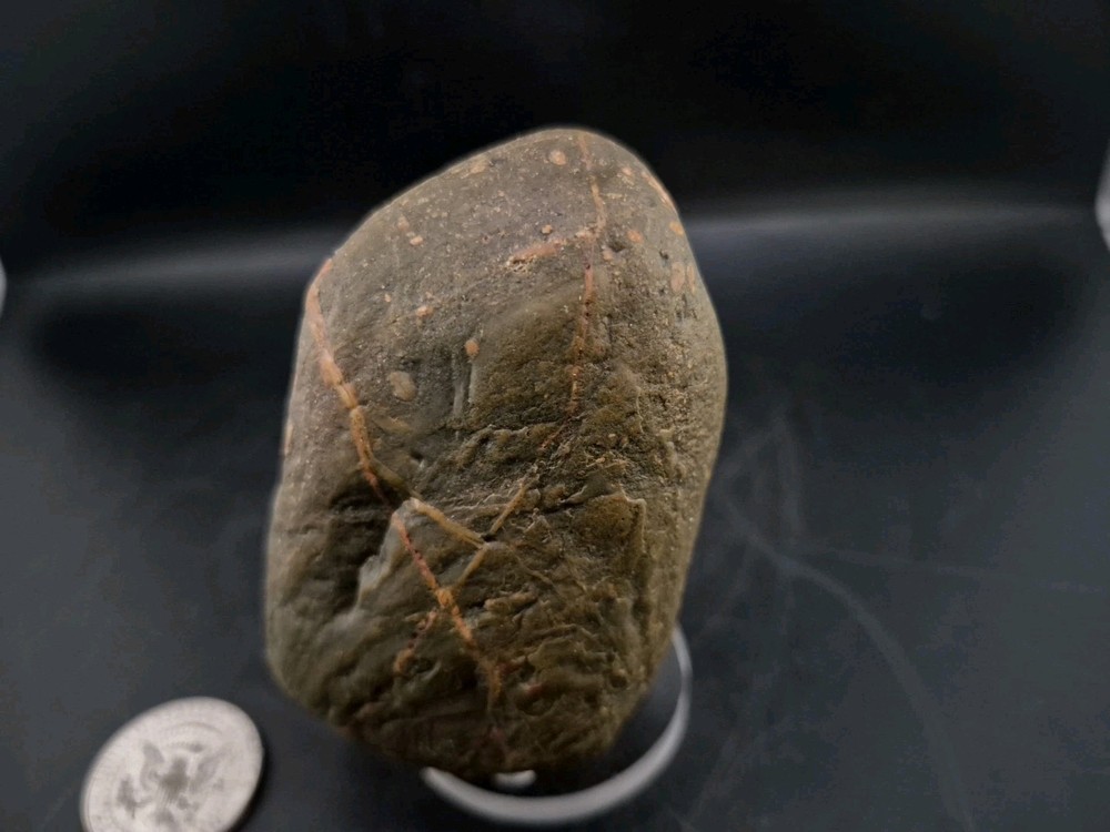 Real Permineralized Dinosaur Half Egg Embro