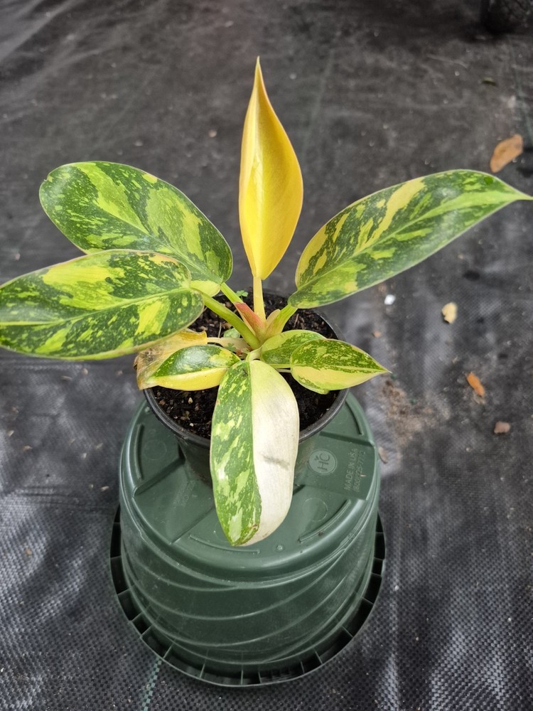 Variegated Congo Philodendron
