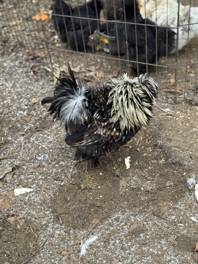 10 “Who’s Your Daddy?” Hatching Chicken Eggs 🤍