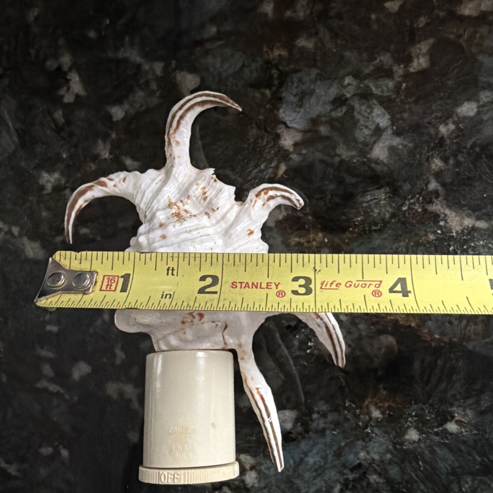 Spyder Conch Shell Night Light Wall Outlet Nautical Beach Decor