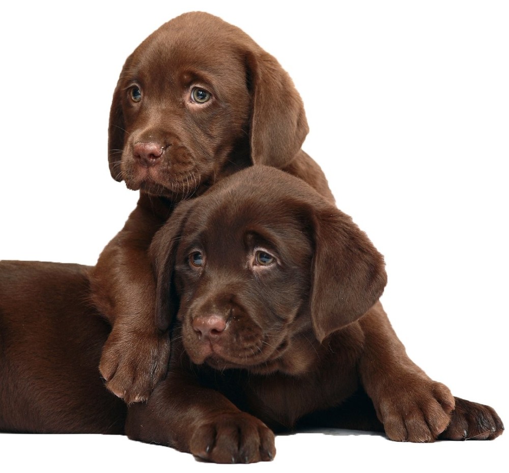 Extra Strength Dog Shampoo - Supports Skin Problems. Unconditional Guarantee....