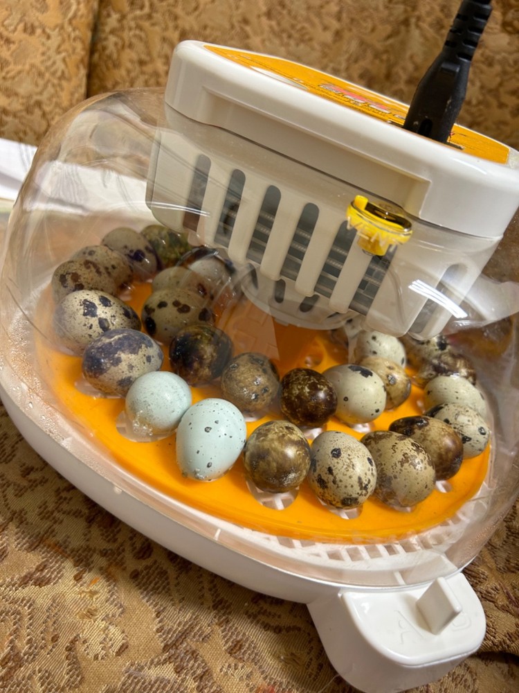 10+ Assorted Coturnix Quail Hatching Eggs