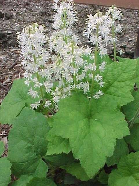 Foamflowers Tiarella Cordifolia Bare-root