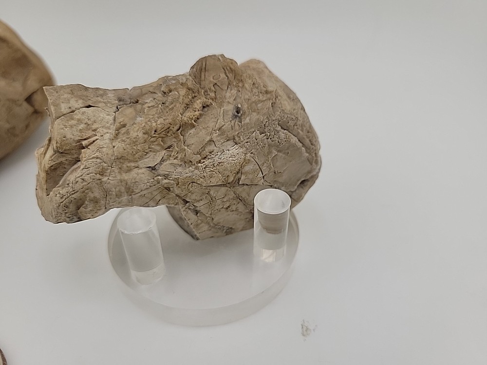 Egg Fossil Permineralized Compression Reptile Egg Fossil