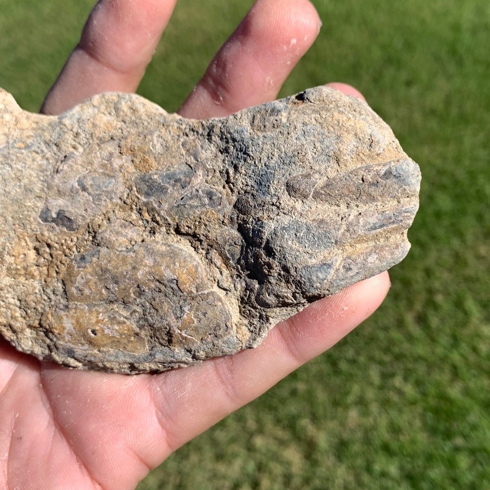 Fossil Blue Crab, Miocene in age, Virginia