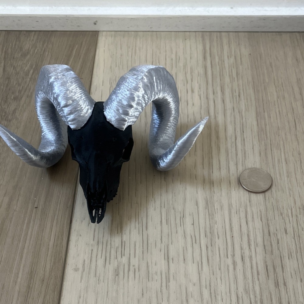 Ram Skull Replica with Curled Gray Horns Decorative Skull
