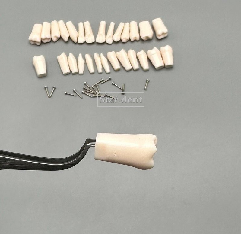 Dental Study Teeth Models Technician Practice Preparation Removable Tooth Nissin