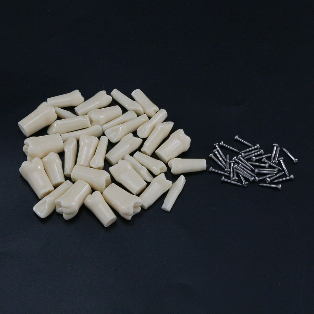 AG3 Type Dental Typodont Replacement 32PCS Screw-in Teeth Model Frasaco M8022