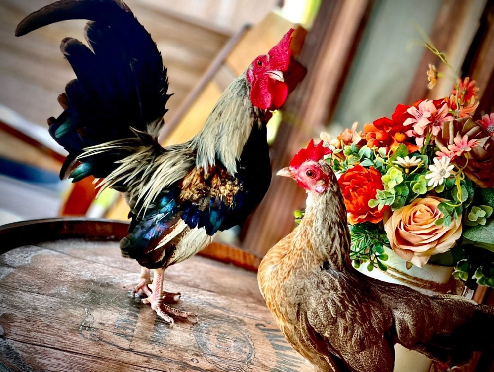 6 Fertile Silver Duckwing Bantam Hatching Eggs