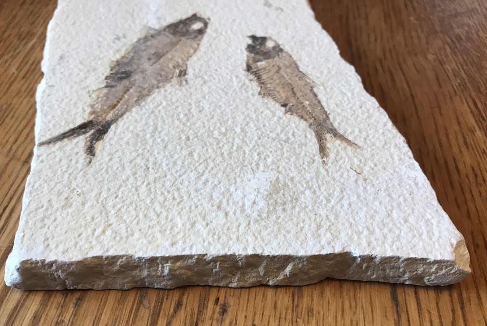 Multiple Fish Fossil Plate