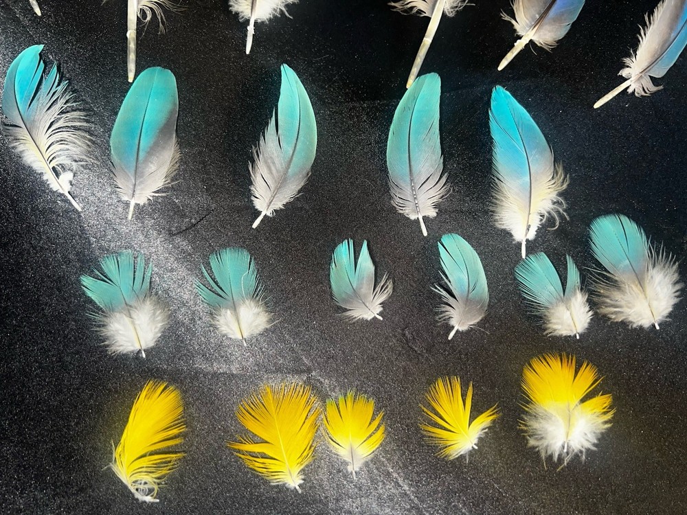 Gorgeous blue and gold macaw feathers
