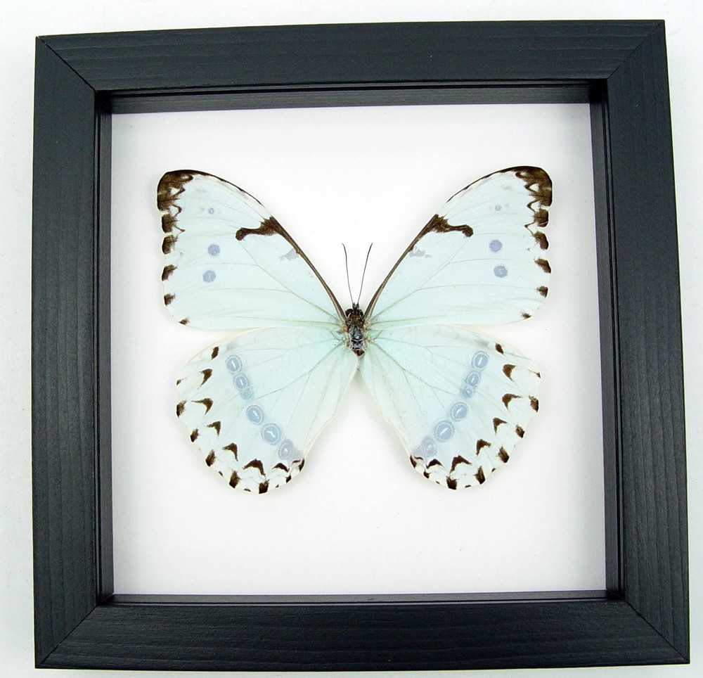 Real Mint Morpho Butterfly Morpho catenarius Framed Shadowbox
