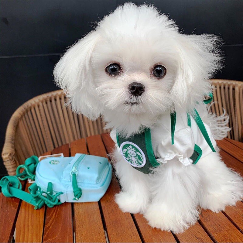 pet clothes Starbucks