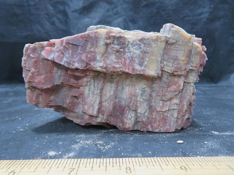 Petrified Wood 1 lbs & 15 ozs