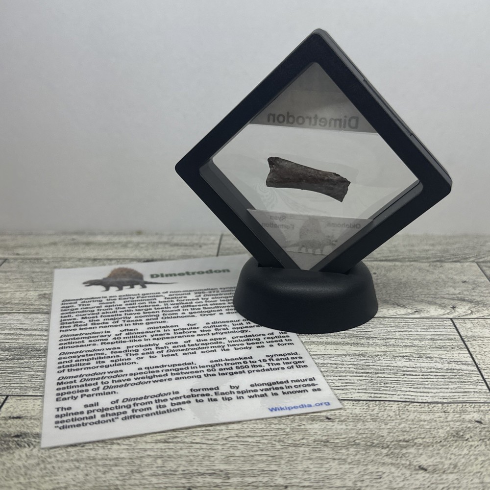 Dimetrodon Limb Bone Fossil in Display Case Extinct Pre-Dinosaur