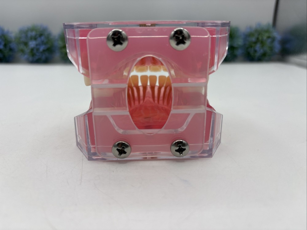 Dental Typodont Practice Removable Teeth Model M7008