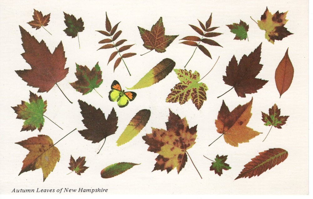 AUTHENTIC LEAVES, NEW HAMPSHIRE - PC5165