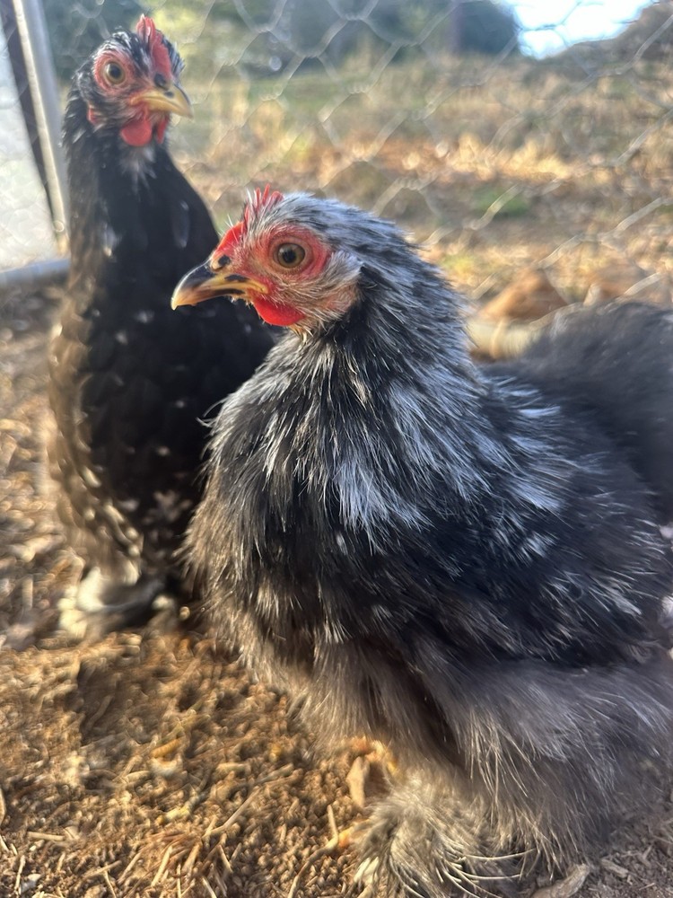 Bantam Cochin blue/black mottled Hatching Eggs
