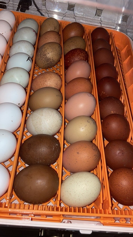 12 Rainbow Chicken Hatching EGGS. Olive EGGER. Multi GEN. BACKCROSS. SPECKLED