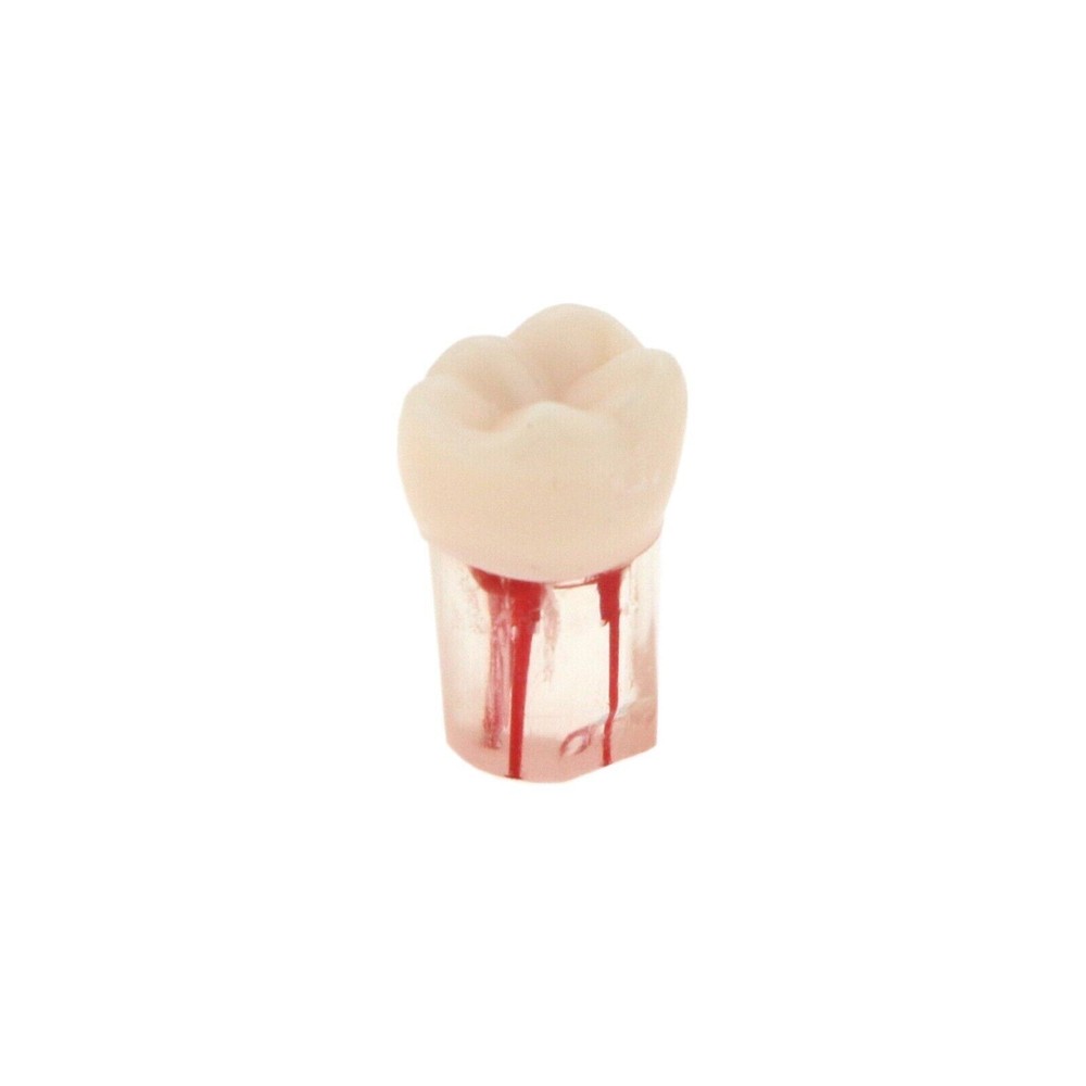 Dental Endo Root Canal Teeth Model Study Practice Typodont Model #36#45#46