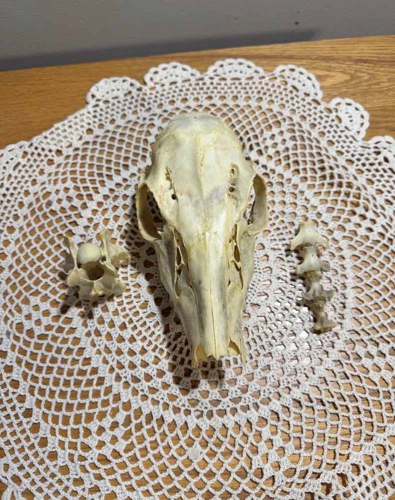 Whitetail Doe Skull And Vertebrae