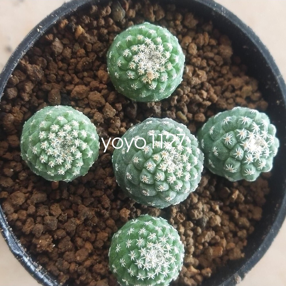 2pcs 2-3CM RareSucculent Plant Strombocactus disciformis seedgrowth