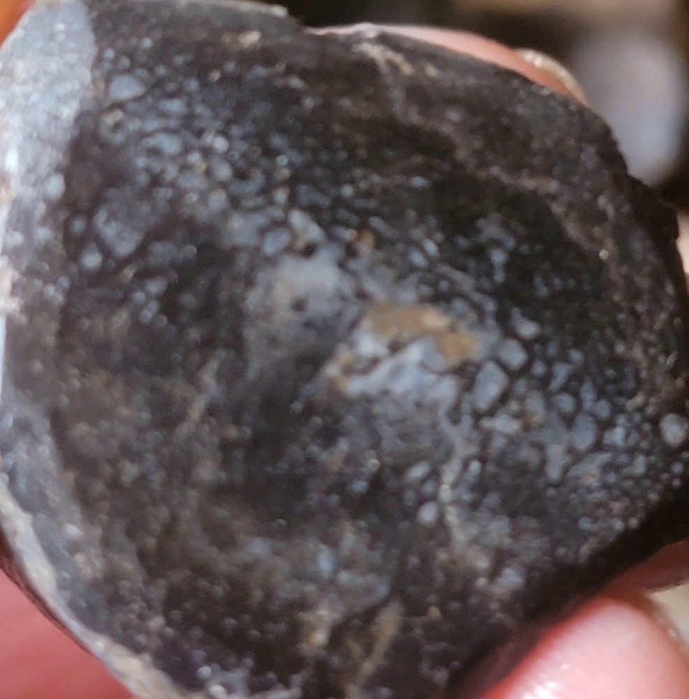 2.78 Lbs Agitized Dino Bone Smalls