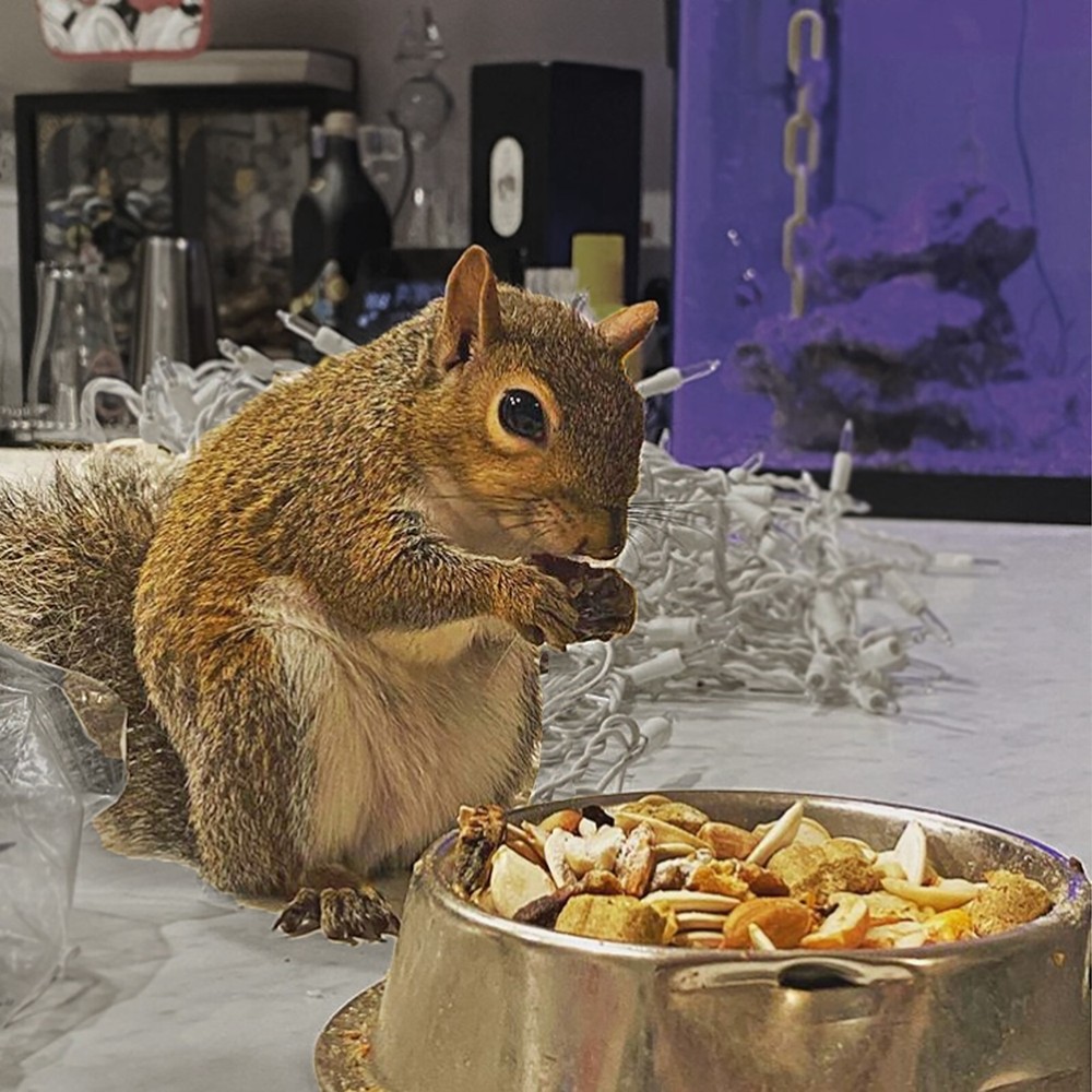 Squirrel Food Starter Package