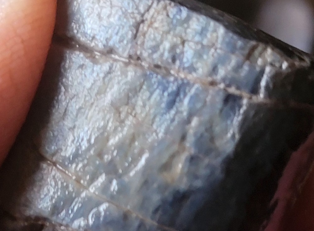 2.78 Lbs Agitized Dino Bone Smalls