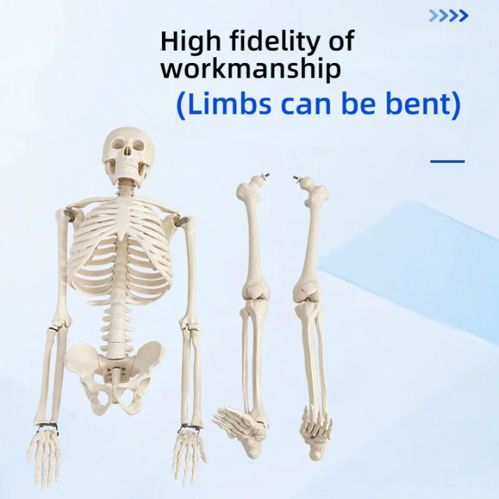 85 Cm Human Anatomical skeleton model