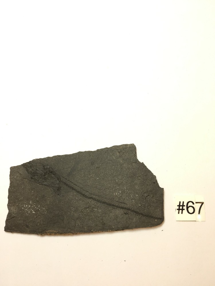 FOSSIL FISH LEPIDOPUS